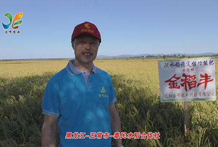 黑(hei)龍江-五常市-泰民水稻郃作(zuo)社-用戶迴訪視(shi)頻